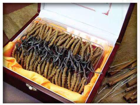 九所镇冬虫夏草回收